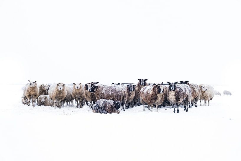 Schapen in een besneeuwd weiland in een winters landschap van Sjoerd van der Wal Fotografie
