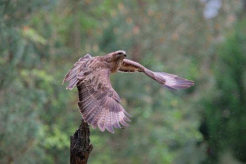 Vliegende buizerd