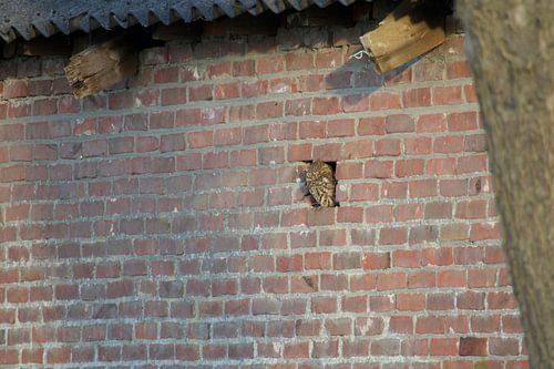 Little owl in wall