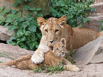 Leeuwinnen (Panthera Leo) van Edwin Butter
