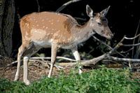 Deer (cartoon)