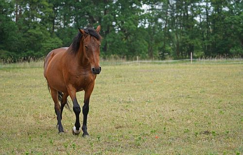 Trakehner Feldmeyer in de wei