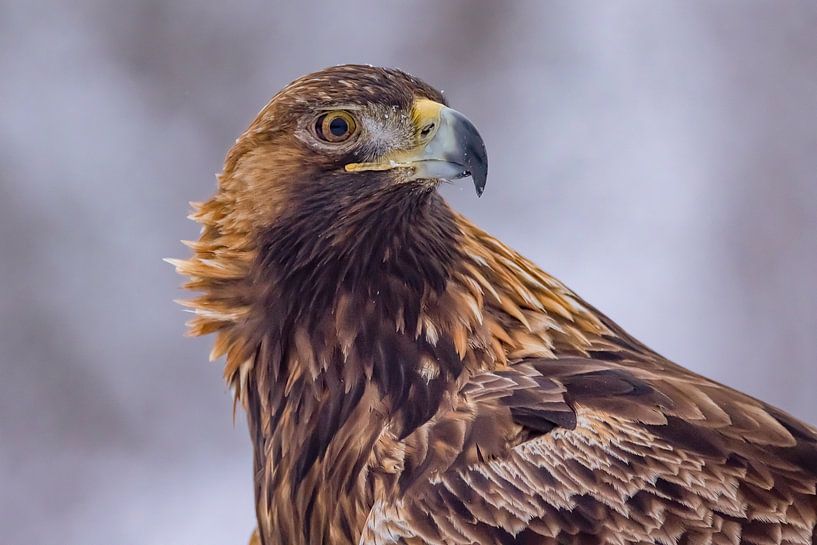 The Golden eagle (Aquila chrysaetos) by Gert Hilbink