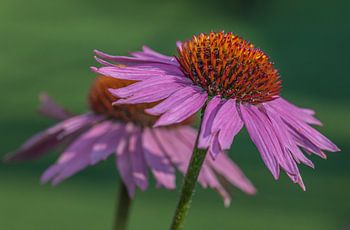 Chapeaux de soleil rouges