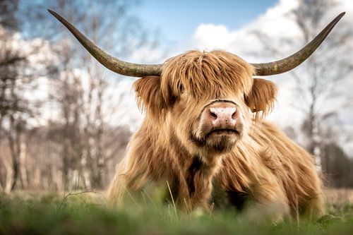 Schotse hooglander II