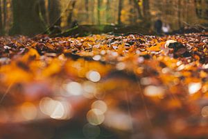 Feuilles d'automne et bokeh de rayons de soleil sur le sol de la forêt