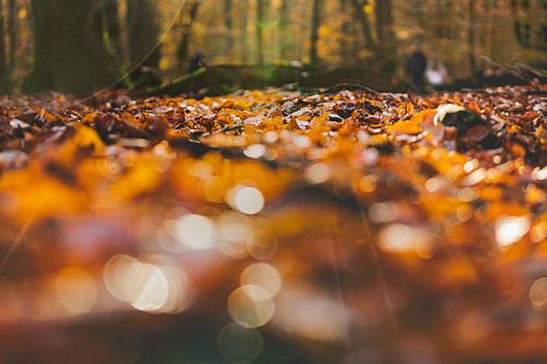 Autumn leaves and sunbeam bokeh on forest ground