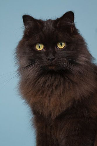 Portrait of a long haired black cat - Golden Eyes