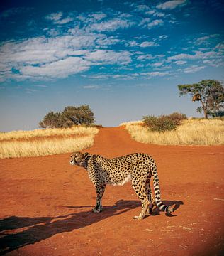 Cheetah in the Kalahari of Namibia, Africa by Patrick Groß