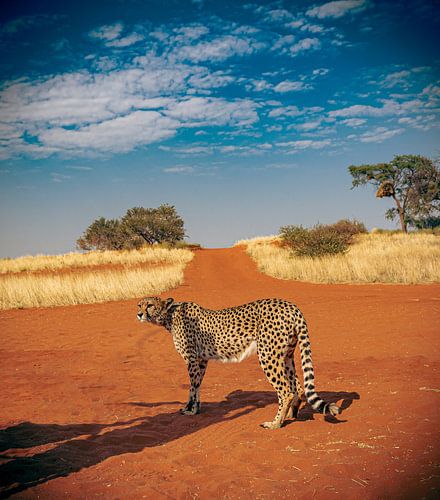 Cheetah in de Kalahari van Namibië, Afrika