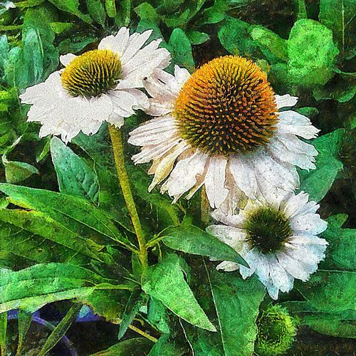 Echinacea Purpurea PowWow White