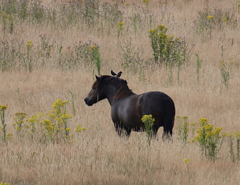 Sommerliche Ruhe – Wildpferd in der gelben Feldlandschaft