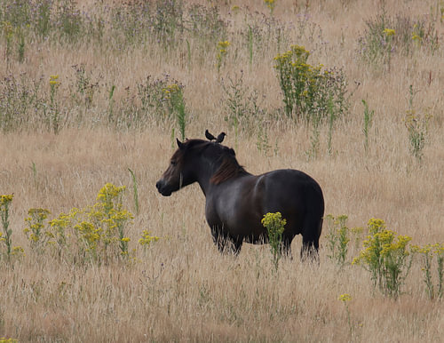 Sommerliche Ruhe – Wildpferd in der gelben Feldlandschaft