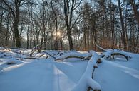 Sunrise in the snowy forest by Moetwil en van Dijk - Fotografie thumbnail