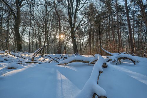 Zonsopkomst in het besneeuwde bos