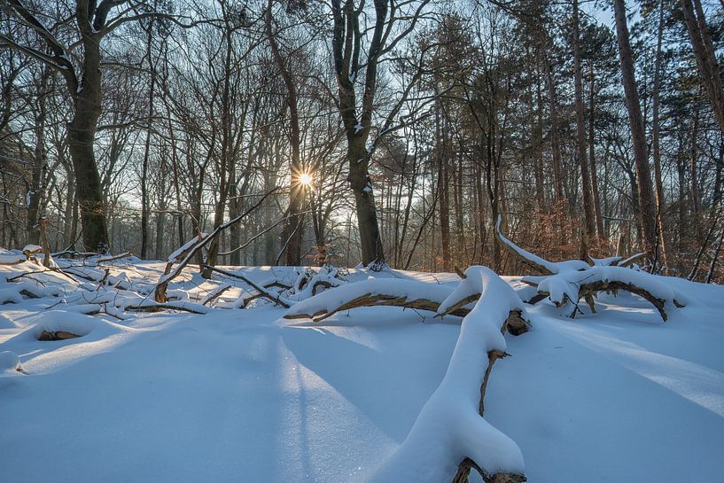 Sunrise in the snowy forest by Moetwil en van Dijk - Fotografie