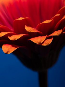 De bloemblaadjes van een rood oranje Gerbera van Marjolijn van den Berg