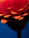 De bloemblaadjes van een rood oranje Gerbera van Marjolijn van den Berg thumbnail
