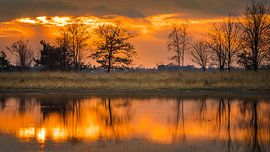 Strabrechtse heather by Harold van den Hurk