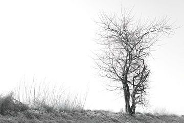 Minimalismus : Baum auf gefrorener Wiese von Henri Lombaerts