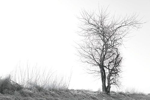 Minimalismus : Baum auf gefrorener Wiese