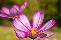 The colourful Cosmea