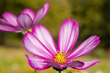 The colourful Cosmea