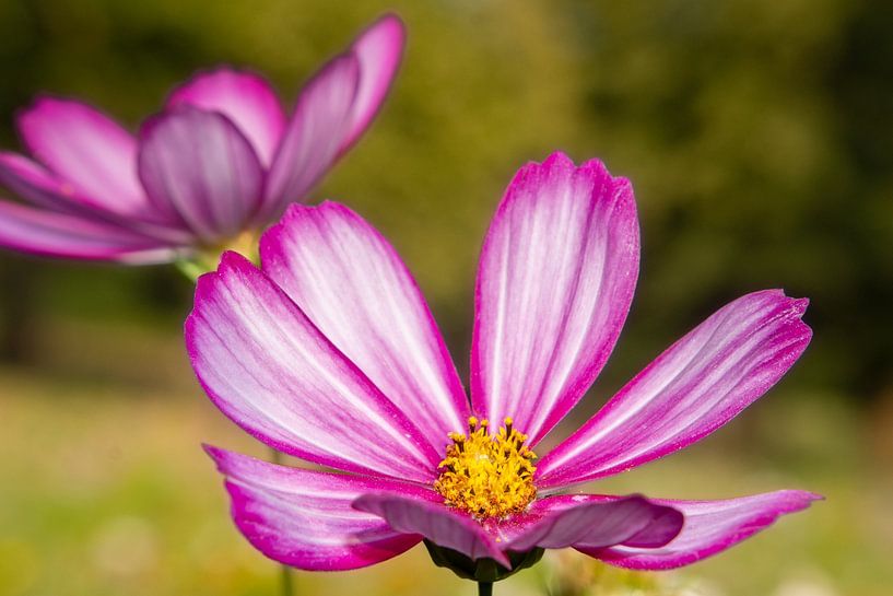 The colourful Cosmea by Rob Oude Lashof