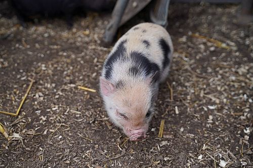 Mini biggetje bij zijn eerste uittocht op de boerderij.