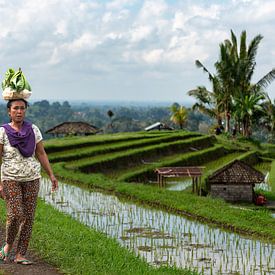 The Soul of Jatiluwih by Lex van Doorn