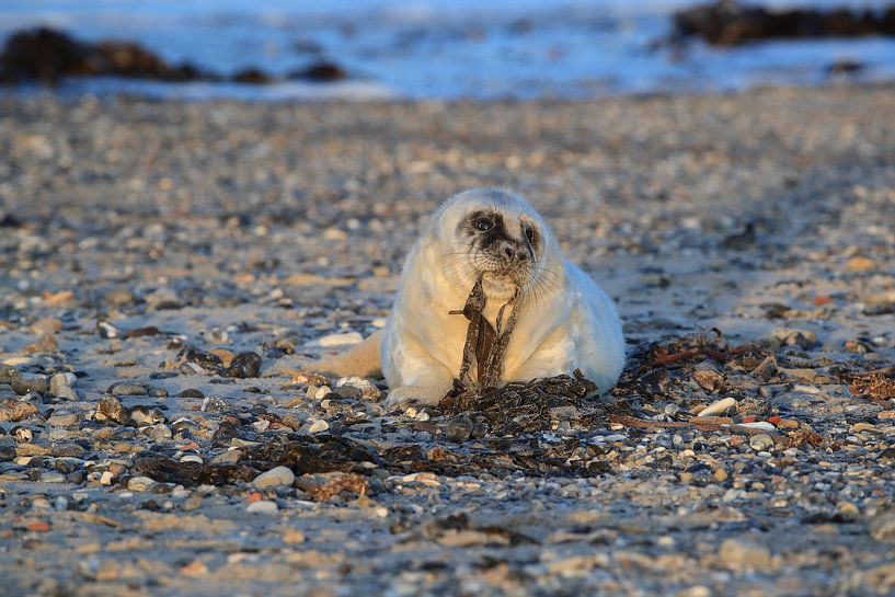 Grey Seal Howler Helgoland Island Germany by Frank Fichtmüller