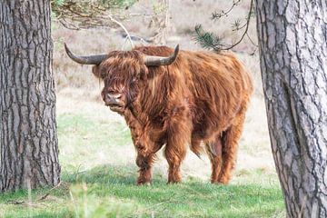 Schotse hooglander in het Deelerwoud van Merijn Loch