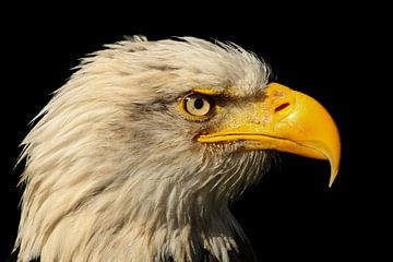 Bald Eagle, Haliaeetus leucocephalus van Gert Hilbink