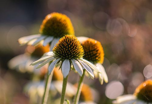 witte en gele zomerpracht