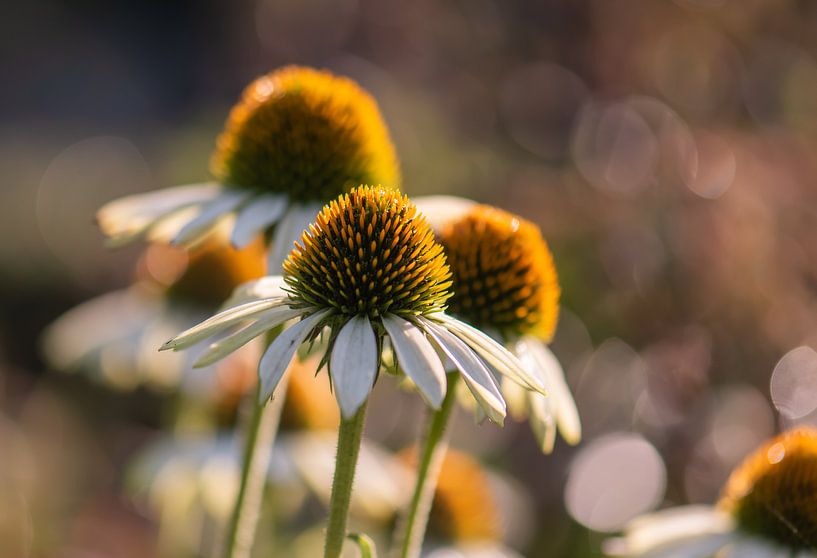 white and yellow summer splendour by Tania Perneel