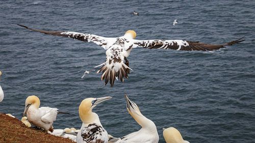 Jan van Gent Helgoland