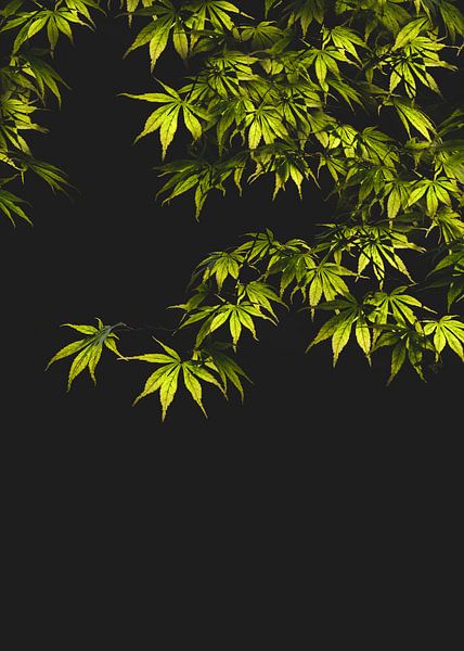 Green maple leaves by Leny Silina Helmig