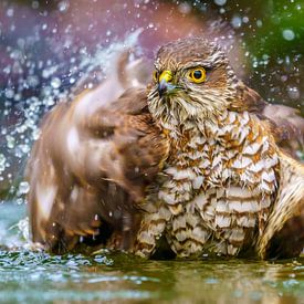 Sparrowhawk takes a bath by Kim Claessen