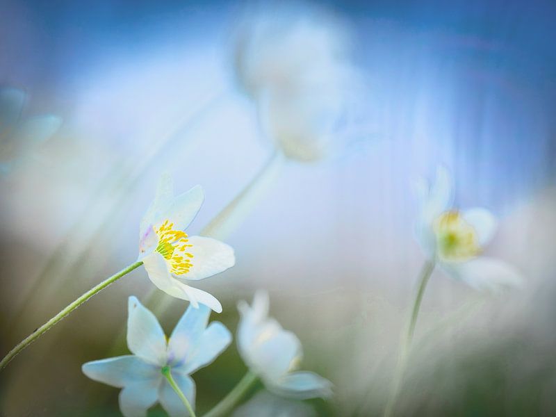 Wood anemone by Sabine Böke-Bergau