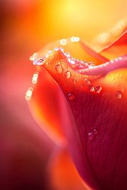 Blühende Rose mit Wassertropfen von Poster Art Shop