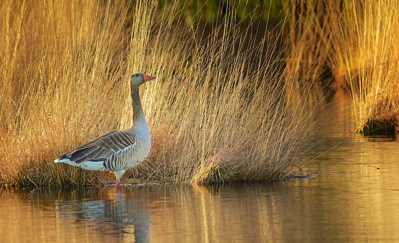 The golden hour by Eveline Lenderink