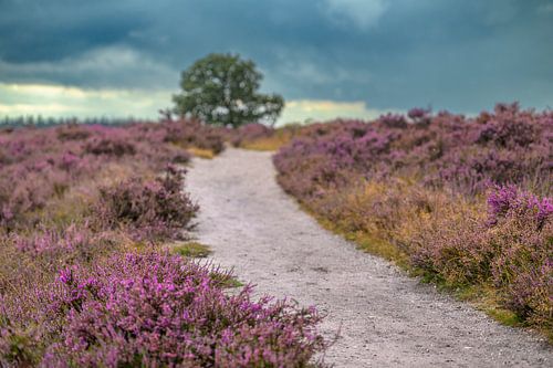 Bloeiende heideplanten in heidelandschap tijdens de zomer