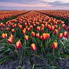Un champ de tulipes coloré à Goeree-Overflakee sur Albert Lamme