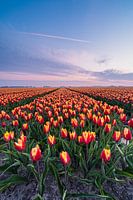 A colourful tulip field in Goeree-Overflakee