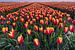Een kleurige tulpenveld in Goeree-Overflakee van Albert Lamme