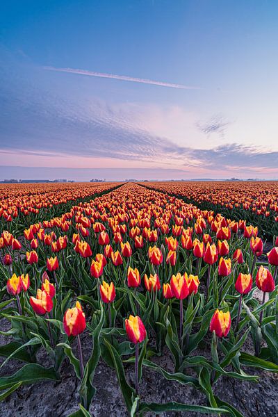 Un champ de tulipes coloré à Goeree-Overflakee par Albert Lamme