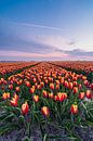Een kleurige tulpenveld in Goeree-Overflakee van Albert Lamme thumbnail