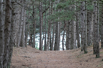Path Up