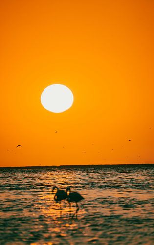 Flamingo's bij zonsondergang in Walvis Bay Namibië, Afrika
