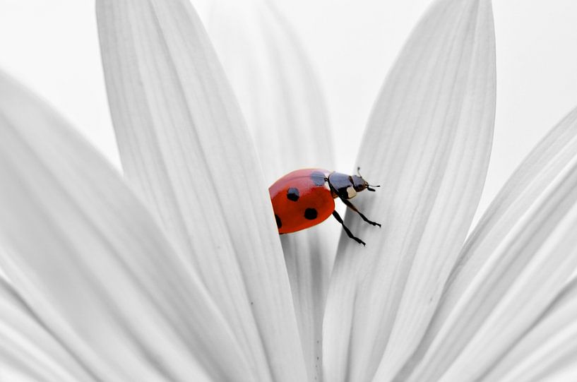 Ladybug by Violetta Honkisz